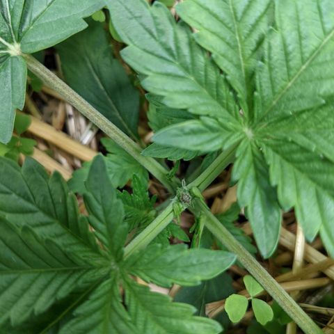 🧀  Canna Cheese growlog timeline photo