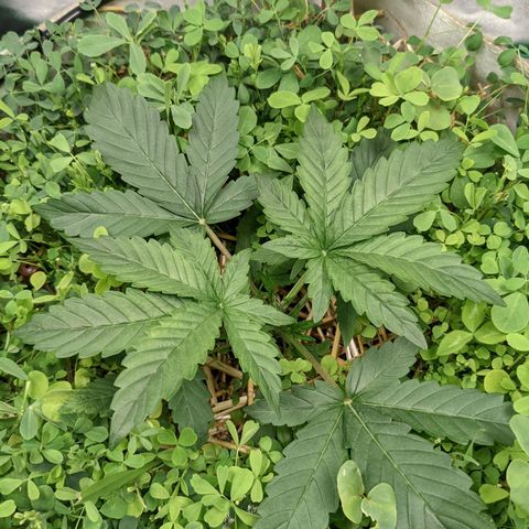 🧀  Canna Cheese growlog timeline photo