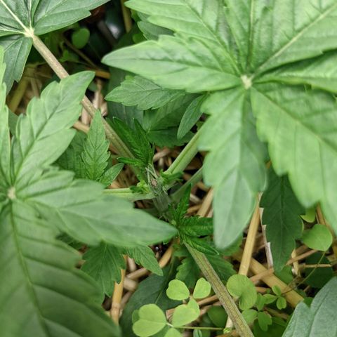🧀  Canna Cheese growlog timeline photo