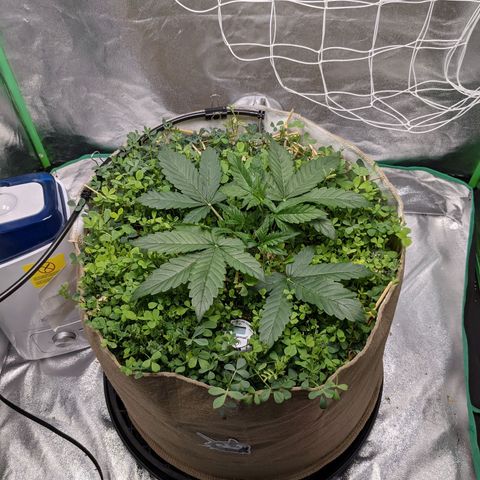 🧀  Canna Cheese growlog timeline photo