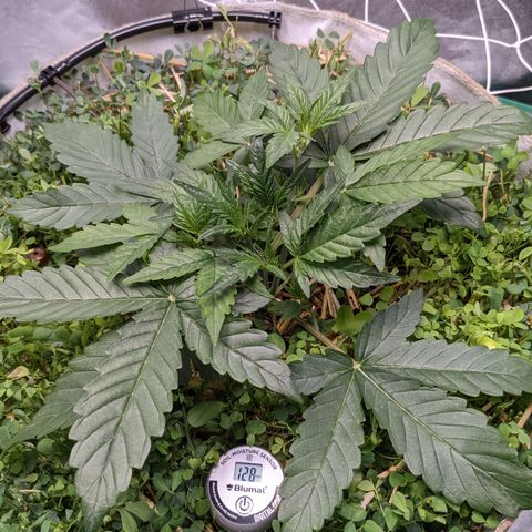 🧀  Canna Cheese growlog timeline photo