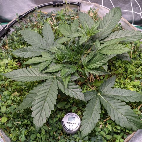 🧀  Canna Cheese growlog timeline photo