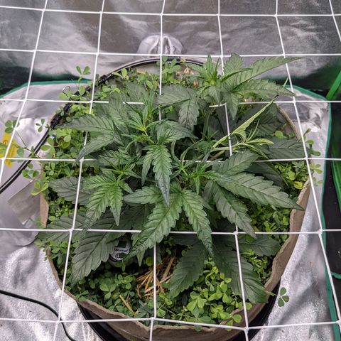 🧀  Canna Cheese growlog timeline photo