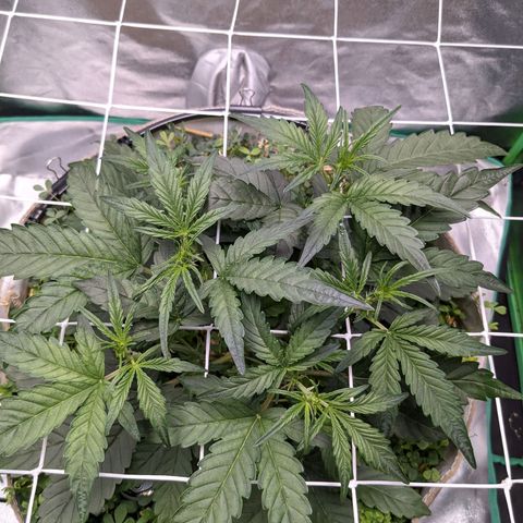 🧀  Canna Cheese growlog timeline photo