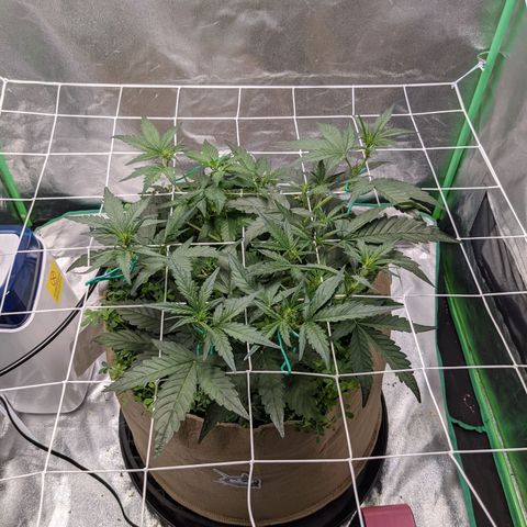 🧀  Canna Cheese growlog timeline photo