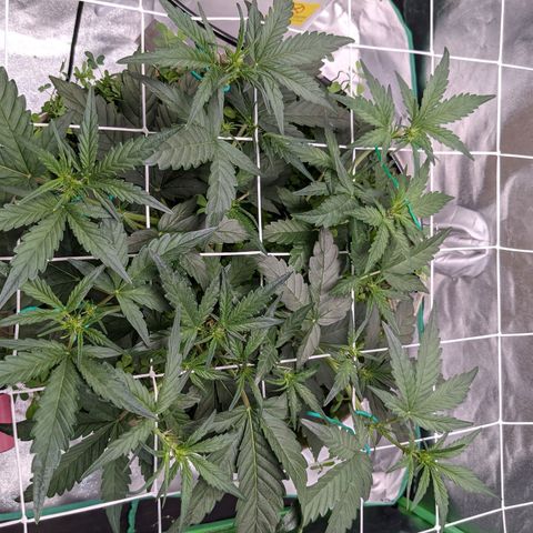🧀  Canna Cheese growlog timeline photo