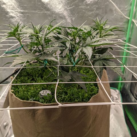 🧀  Canna Cheese growlog timeline photo