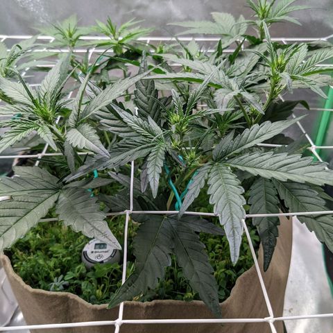 🧀  Canna Cheese growlog timeline photo