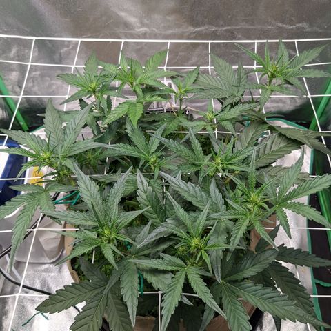 🧀  Canna Cheese growlog timeline photo