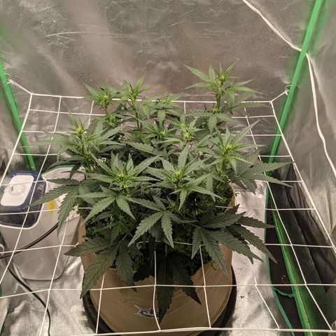 🧀  Canna Cheese growlog timeline photo