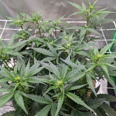 🧀  Canna Cheese growlog timeline photo