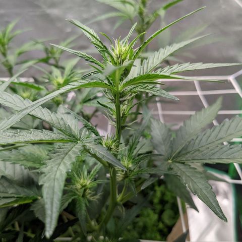 🧀  Canna Cheese growlog timeline photo