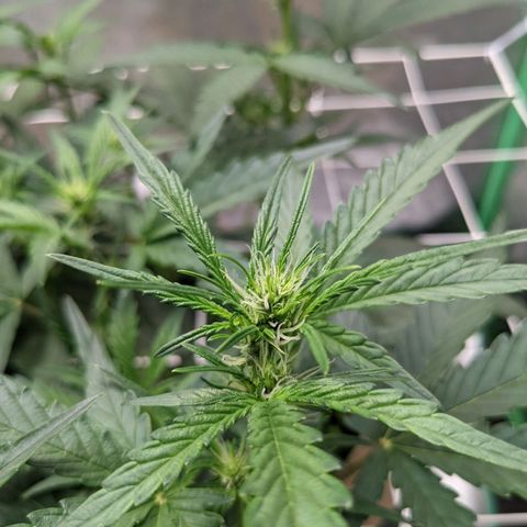 🧀  Canna Cheese growlog timeline photo