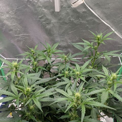 🧀  Canna Cheese growlog timeline photo