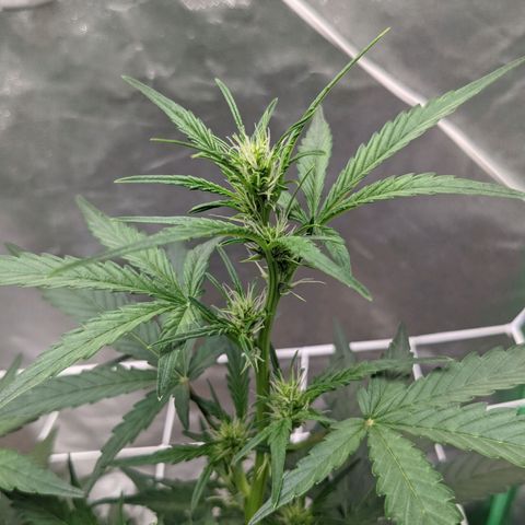 🧀  Canna Cheese growlog timeline photo