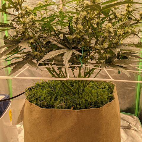 🧀  Canna Cheese growlog timeline photo