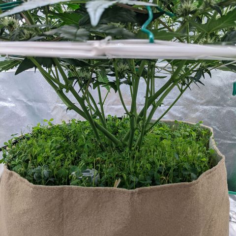🧀  Canna Cheese growlog timeline photo