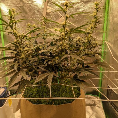 🧀  Canna Cheese growlog timeline photo