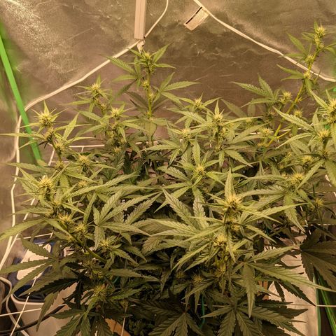 🧀  Canna Cheese growlog timeline photo