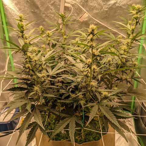 🧀  Canna Cheese growlog timeline photo