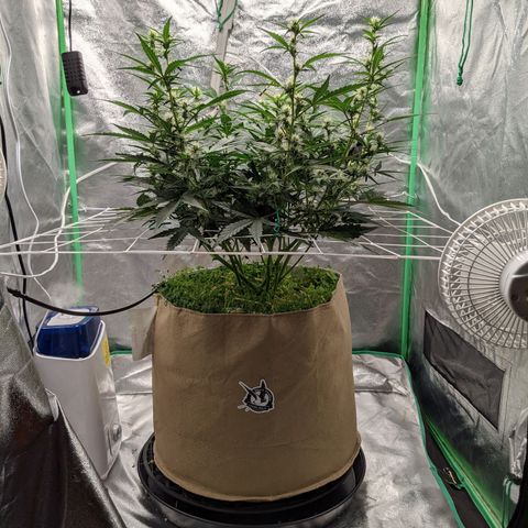 🧀  Canna Cheese growlog timeline photo