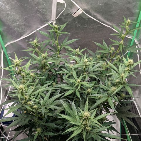 🧀  Canna Cheese growlog timeline photo
