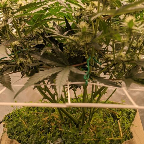 🧀  Canna Cheese growlog timeline photo