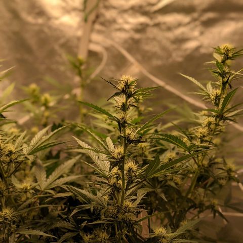 🧀  Canna Cheese growlog timeline photo