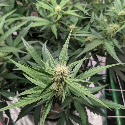 🧀  Canna Cheese growlog timeline photo