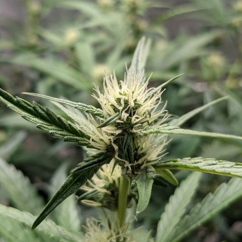🧀  Canna Cheese growlog timeline photo