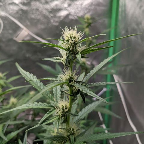 🧀  Canna Cheese growlog timeline photo
