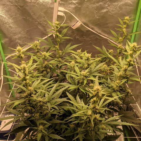 🧀  Canna Cheese growlog timeline photo