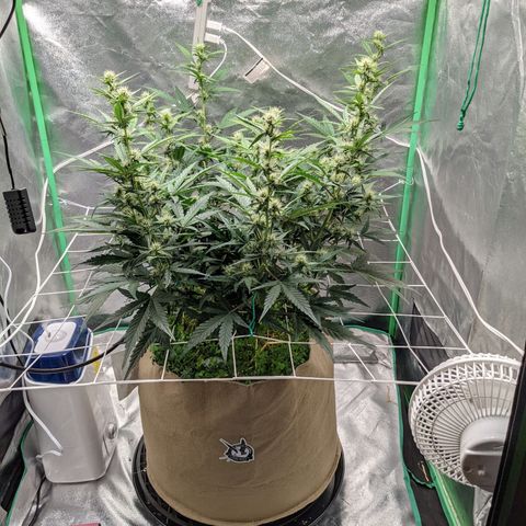 🧀  Canna Cheese growlog timeline photo