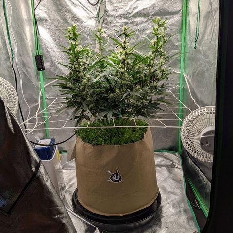 🧀  Canna Cheese growlog timeline photo