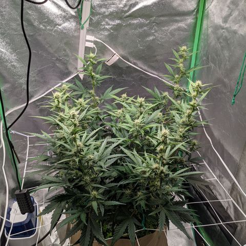 🧀  Canna Cheese growlog timeline photo