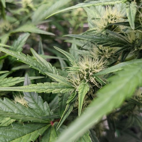 🧀  Canna Cheese growlog timeline photo