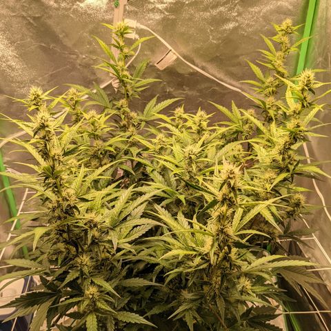 🧀  Canna Cheese growlog timeline photo