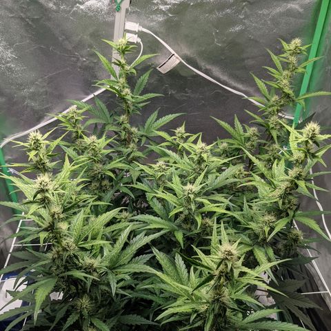 🧀  Canna Cheese growlog timeline photo