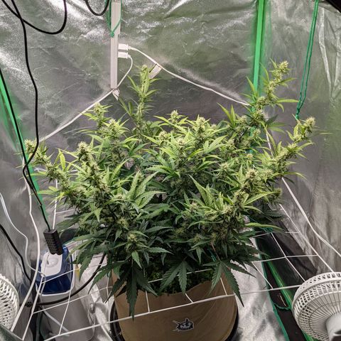 🧀  Canna Cheese growlog timeline photo
