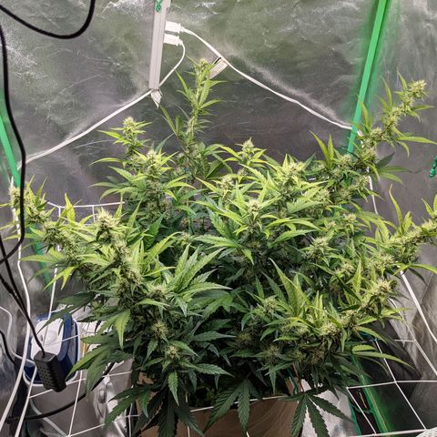 🧀  Canna Cheese growlog timeline photo