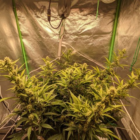 🧀  Canna Cheese growlog timeline photo