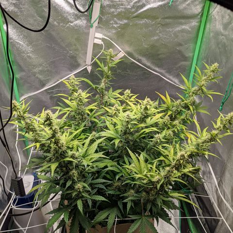 🧀  Canna Cheese growlog timeline photo