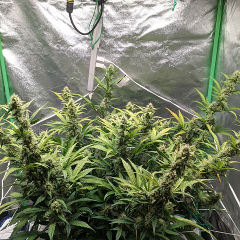 🧀  Canna Cheese growlog timeline photo