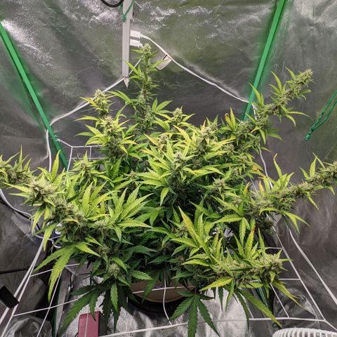 🧀  Canna Cheese growlog timeline photo