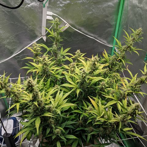 🧀  Canna Cheese growlog timeline photo