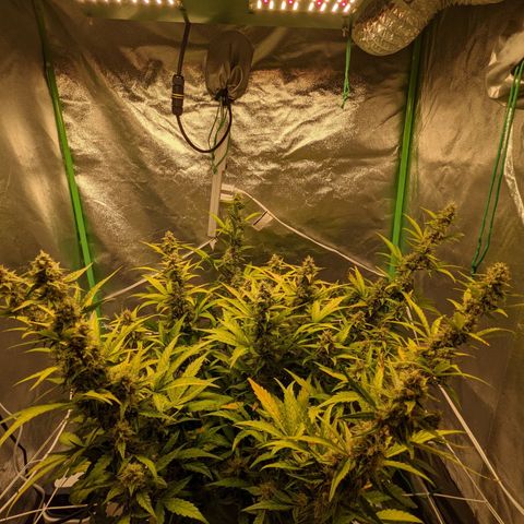 🧀  Canna Cheese growlog timeline photo