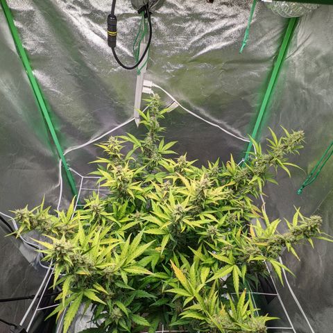 🧀  Canna Cheese growlog timeline photo