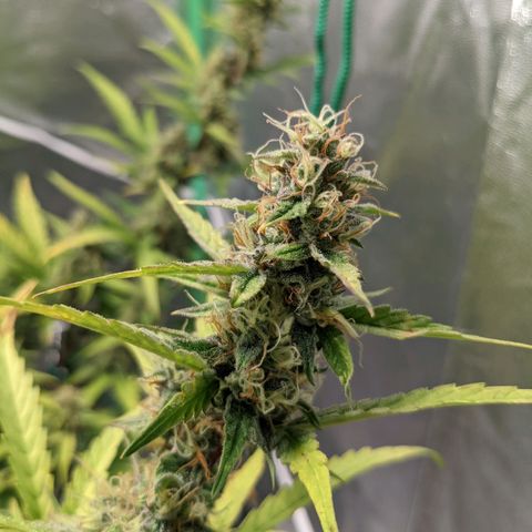 🧀  Canna Cheese growlog timeline photo