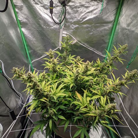 🧀  Canna Cheese growlog timeline photo