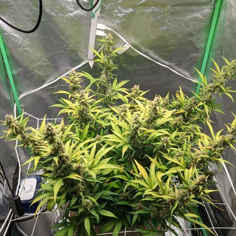 🧀  Canna Cheese growlog timeline photo